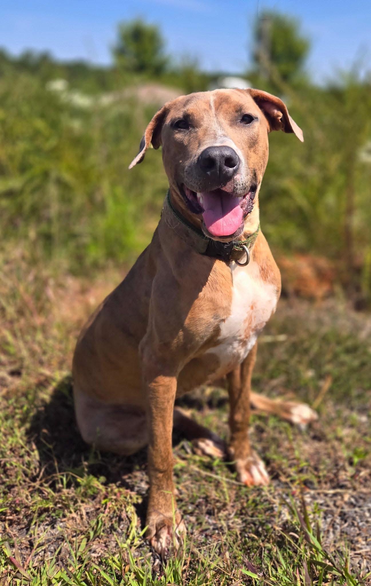 Macy $95, Adoptable, Young Female Mixed Breed & Greyhound.