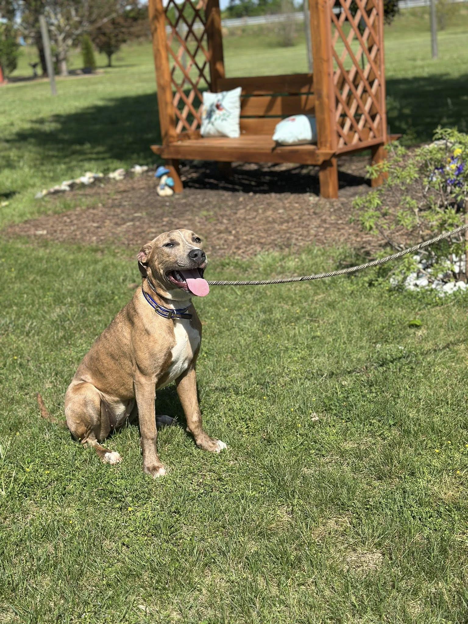 Macy $95, a Adoptable mixed breed in Seneca, SC image 4/6