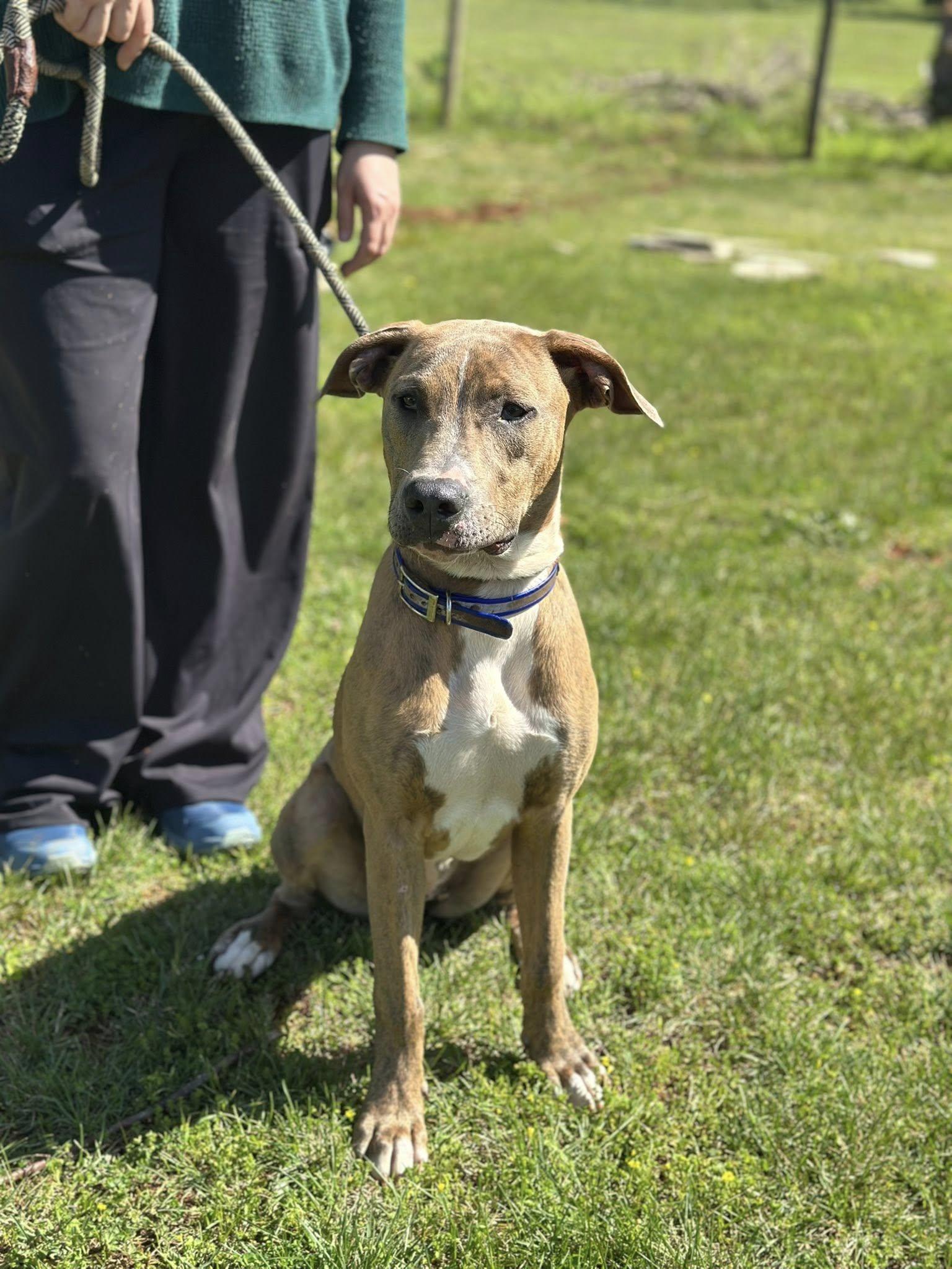 Macy $95, a Adoptable mixed breed in Seneca, SC image 3/6
