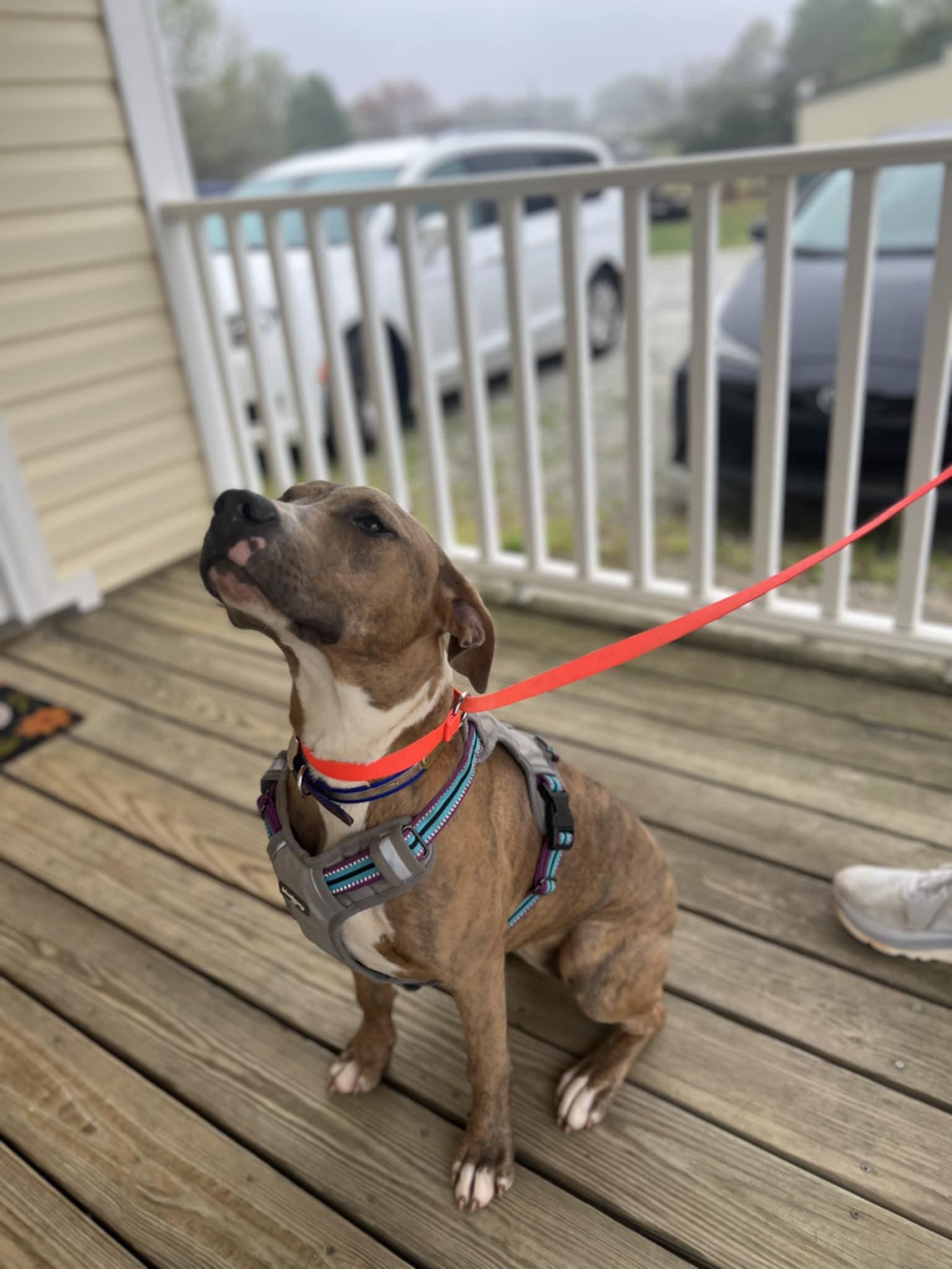 Macy $95, a Adoptable mixed breed in Seneca, SC image 5/6