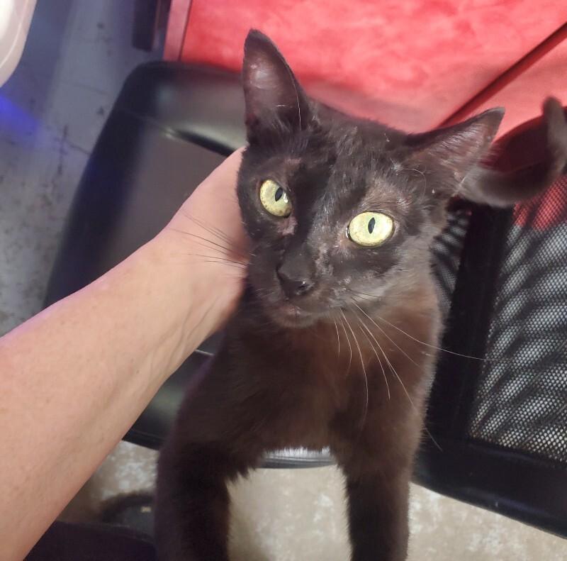 Hazel, Adoptable, Adult Female Domestic Short Hair.