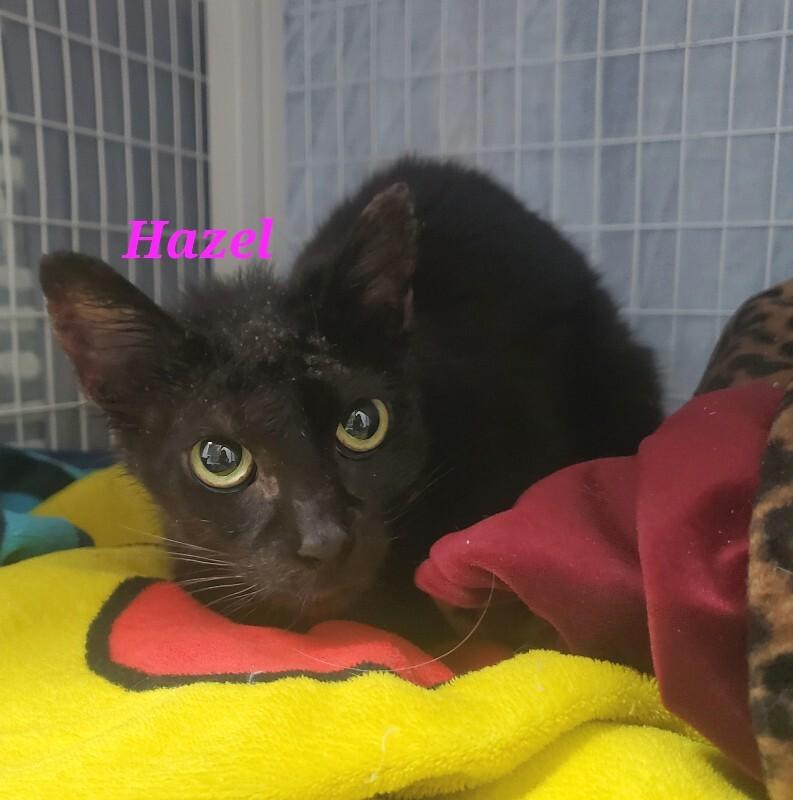 Enlarge Hazel, a Adoptable Domestic Short Hair in Diamond Springs, CA image 2/5