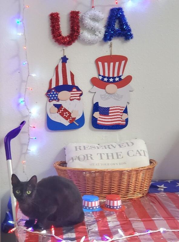 Enlarge Hazel, a Adoptable Domestic Short Hair in Diamond Springs, CA image 3/5