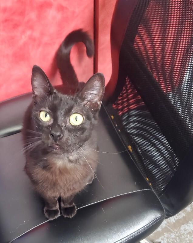 Enlarge Hazel, a Adoptable Domestic Short Hair in Diamond Springs, CA image 4/5