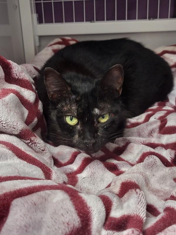 Enlarge Hazel, a Adoptable Domestic Short Hair in Diamond Springs, CA image 5/5