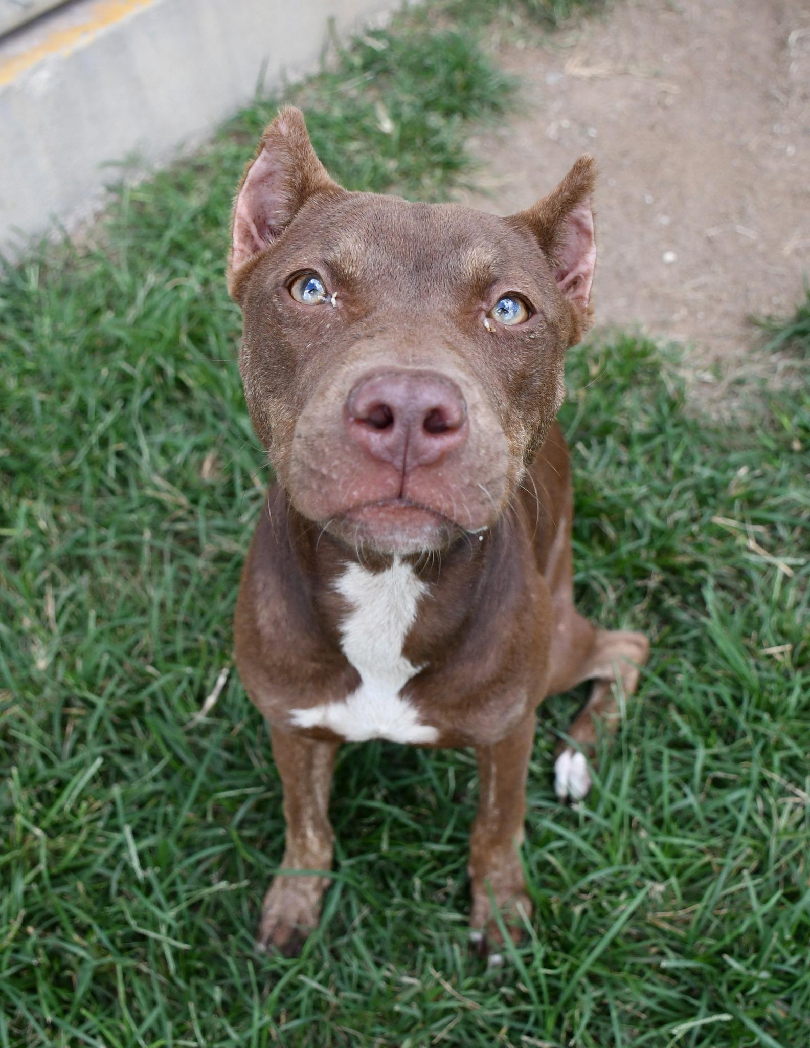 Sepia **Courtesy Post. Out of town pet. See below for details**