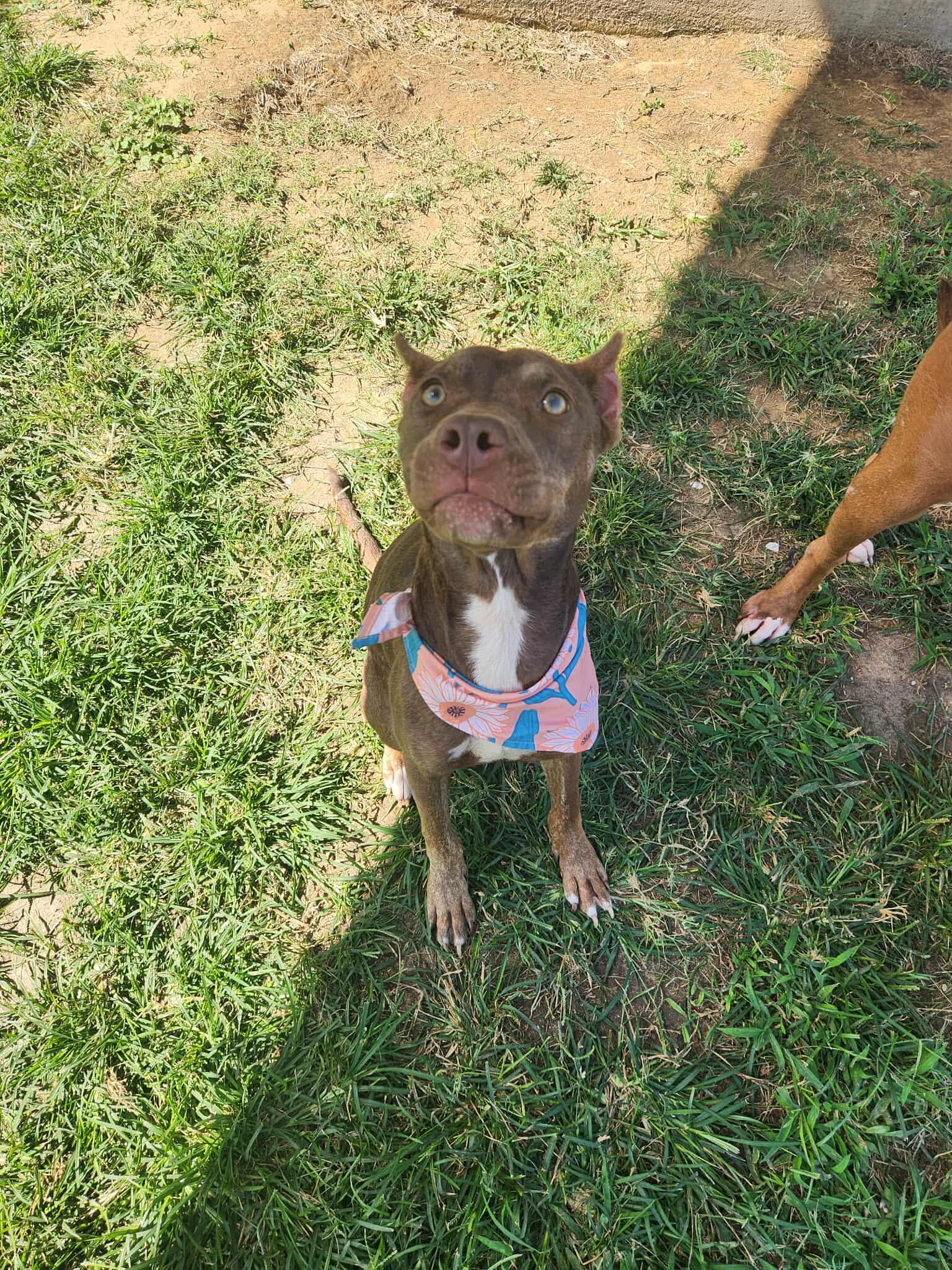 Sepia **Courtesy Post. Out of town pet. See below for details**