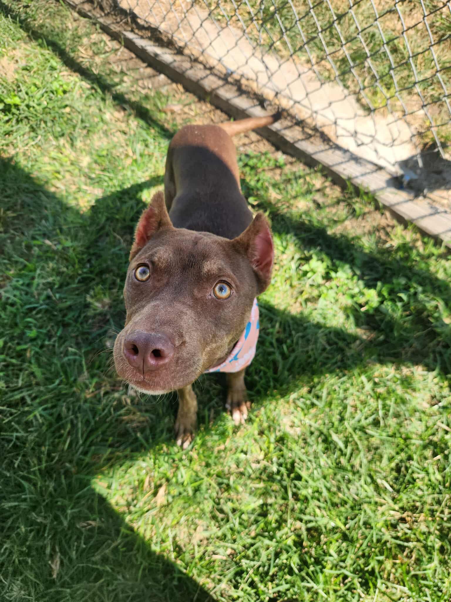 Sepia **Courtesy Post. Out of town pet. See below for details**