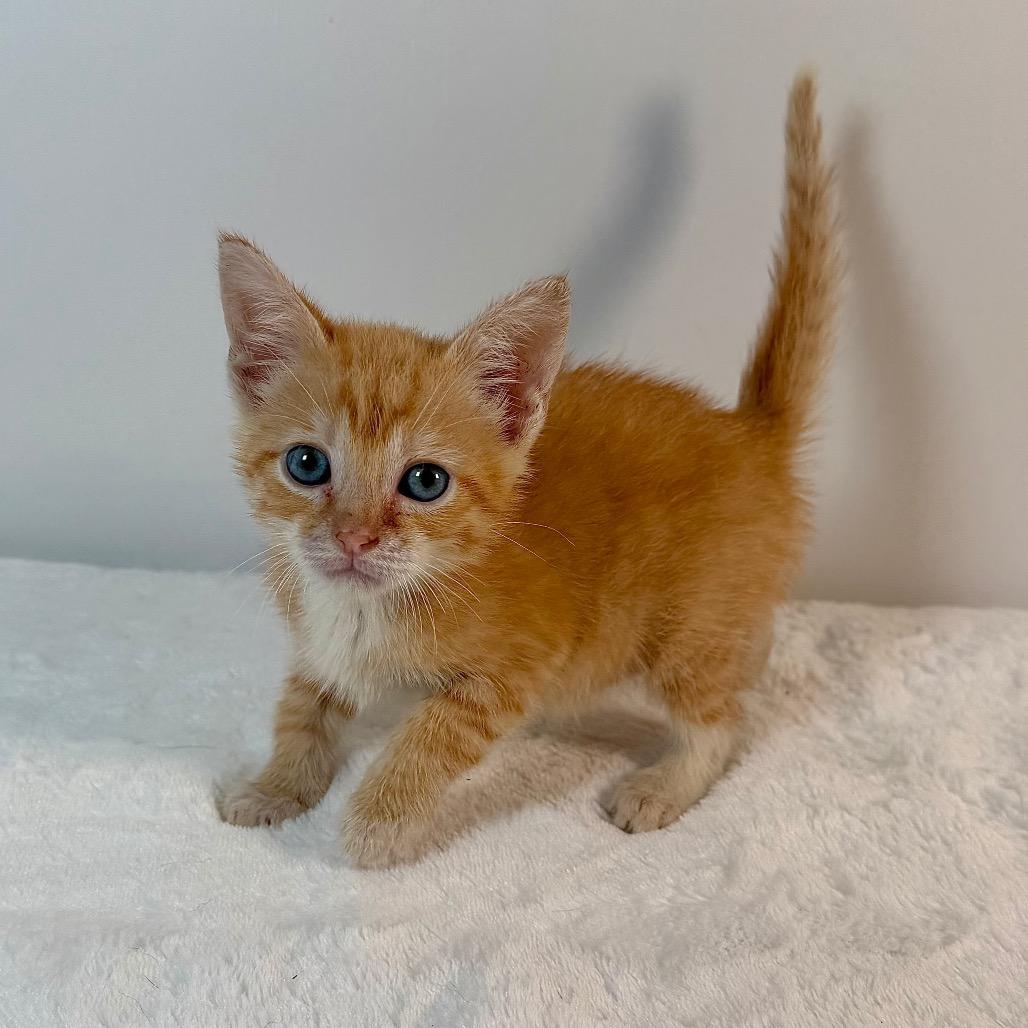 Bilbo Baggins, Adoptable, Kitten Male Domestic Short Hair.