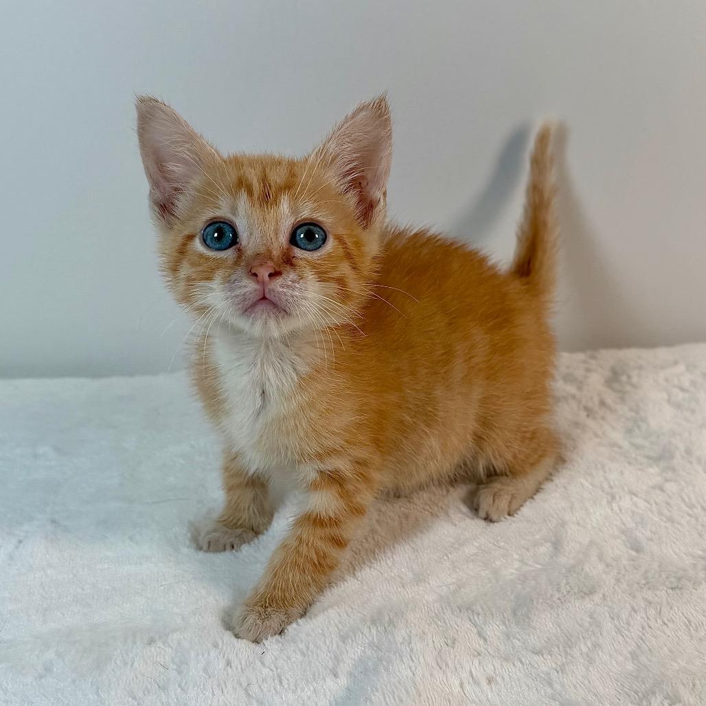 Enlarge Bilbo Baggins, a Adoptable Domestic Short Hair in Johnson City, TN image 2/3