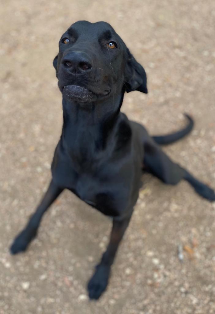 Cookie, Adoptable, Adult Female Great Dane & Mixed Breed.