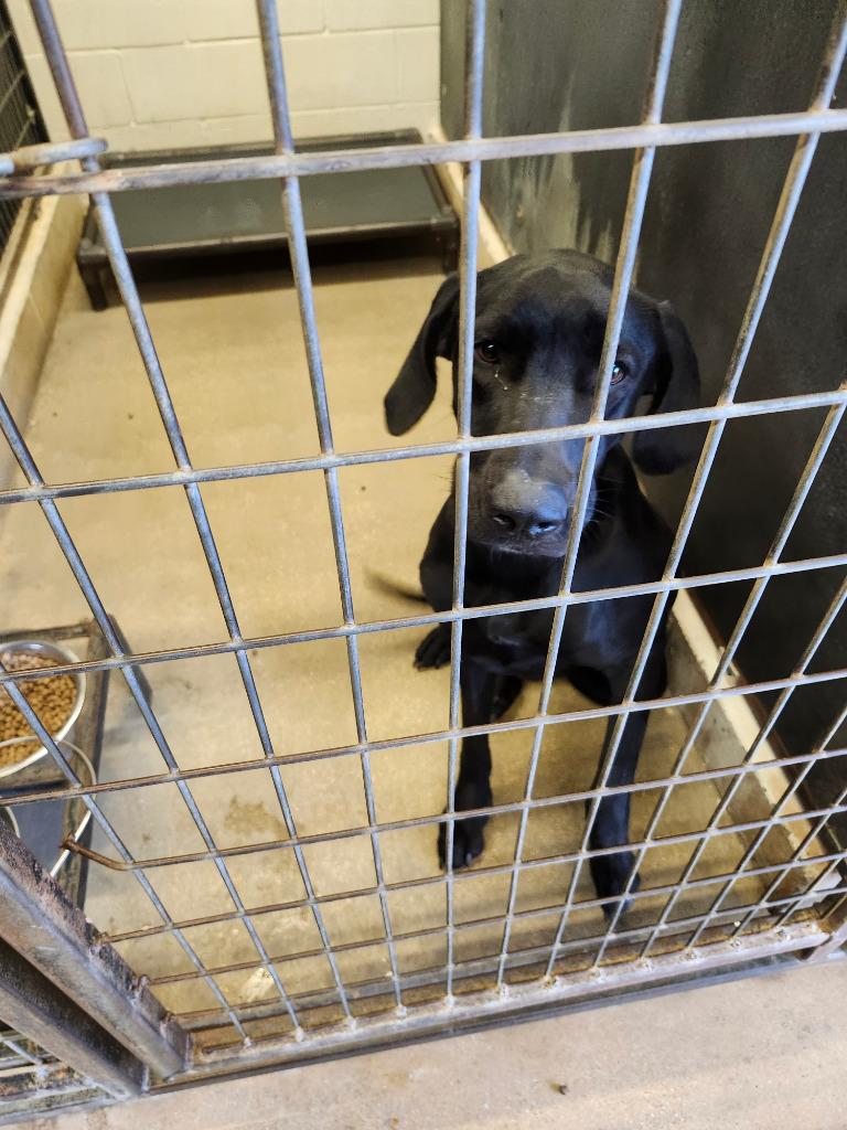 Cookie, Adoptable, Adult Female Coonhound & Mixed Breed.