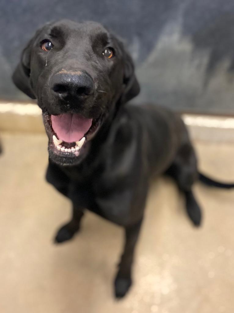 Enlarge Cookie, a Adoptable mixed breed in Lockhart, TX image 2/2