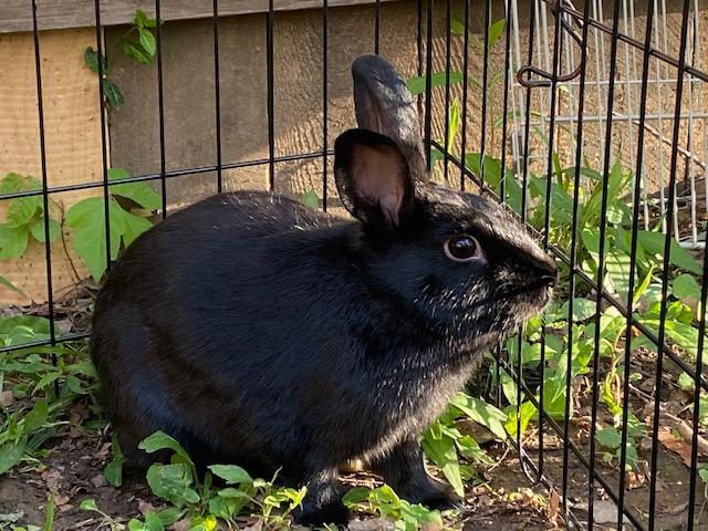 Onyx, Adoptable, Young Male American.