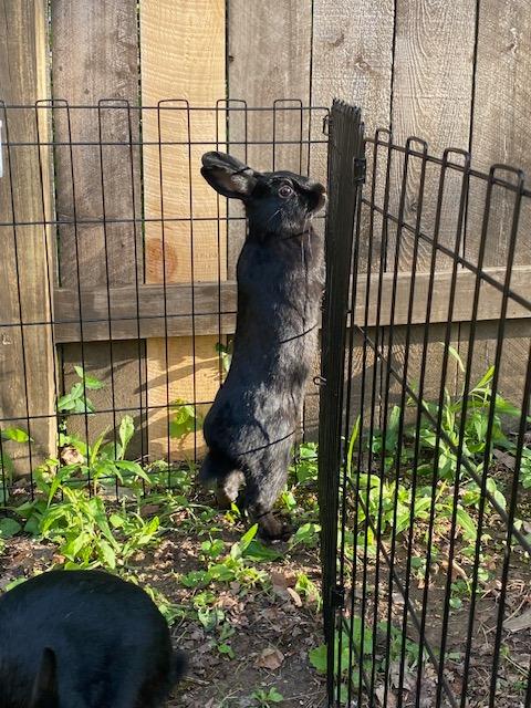 Enlarge Onyx, a Adoptable American in Bloomington, IN image 2/6