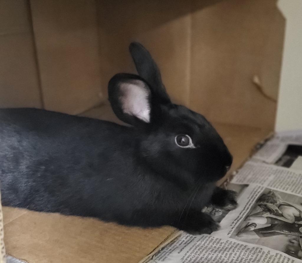 Enlarge Onyx, a Adoptable American in Bloomington, IN image 5/6
