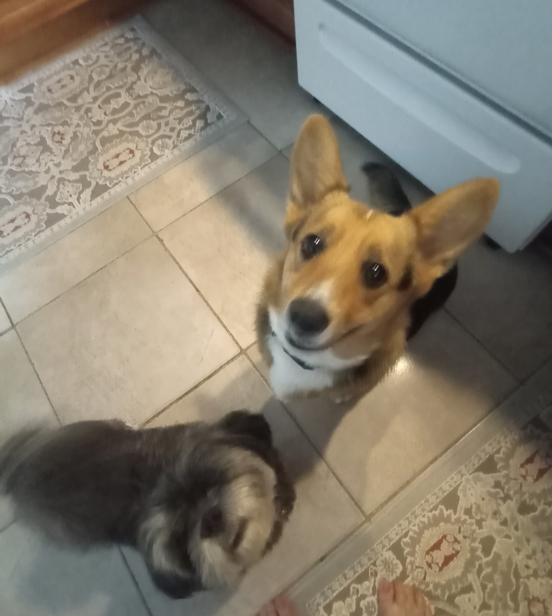 Dexter AKA Dex, Adopted, Young Male Pembroke Welsh Corgi.