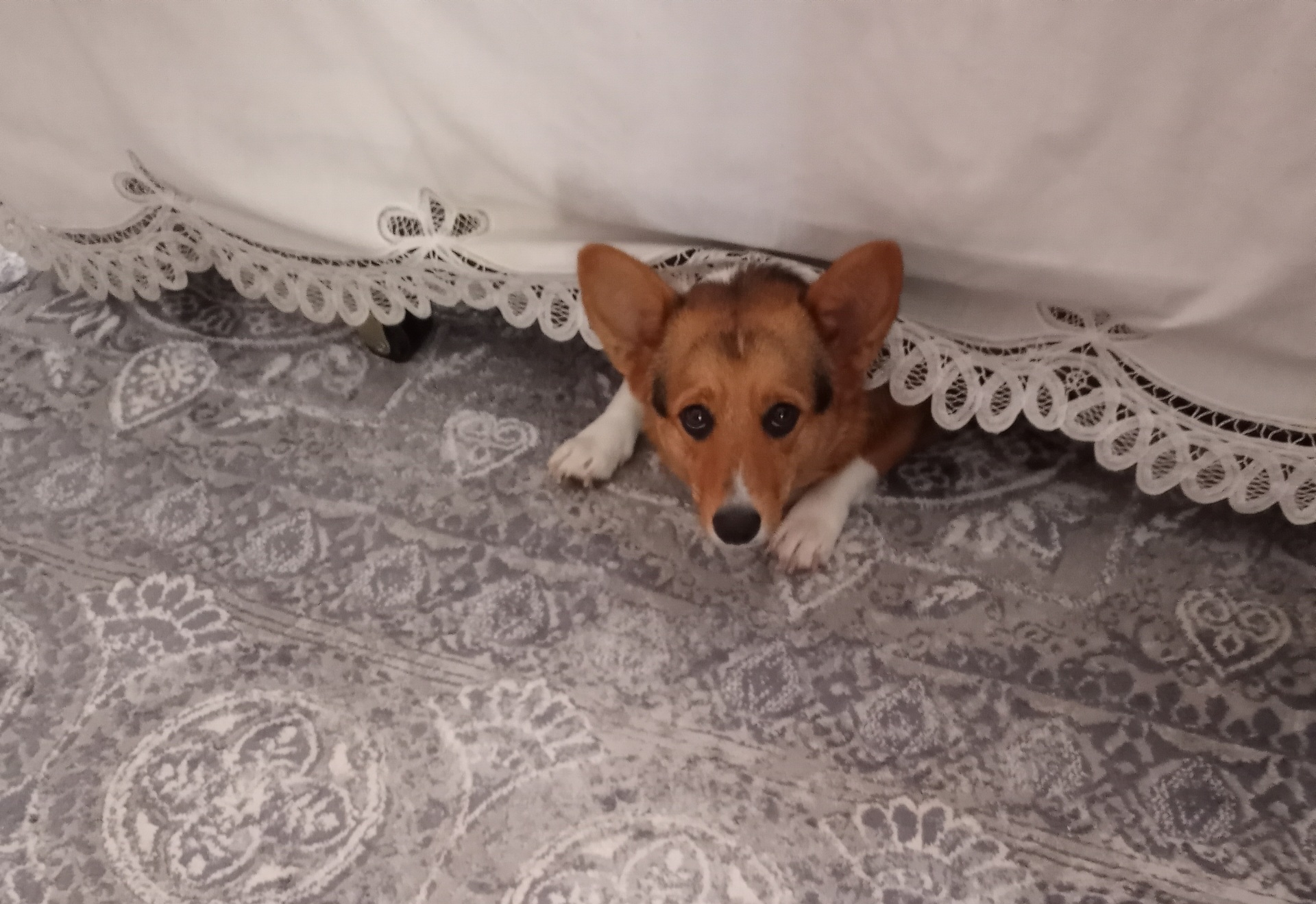 Dexter AKA Dex, a Adopted Pembroke Welsh Corgi in Palm Bay, FL image 2/3