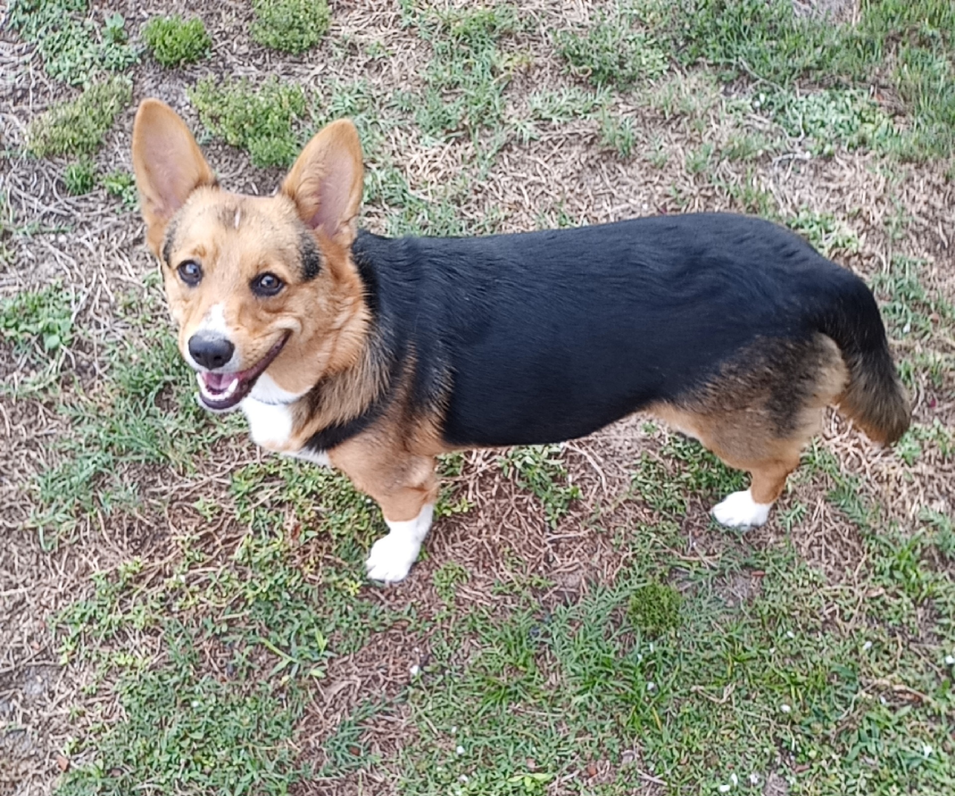 Dexter AKA Dex, a Adopted Pembroke Welsh Corgi in Palm Bay, FL image 3/3