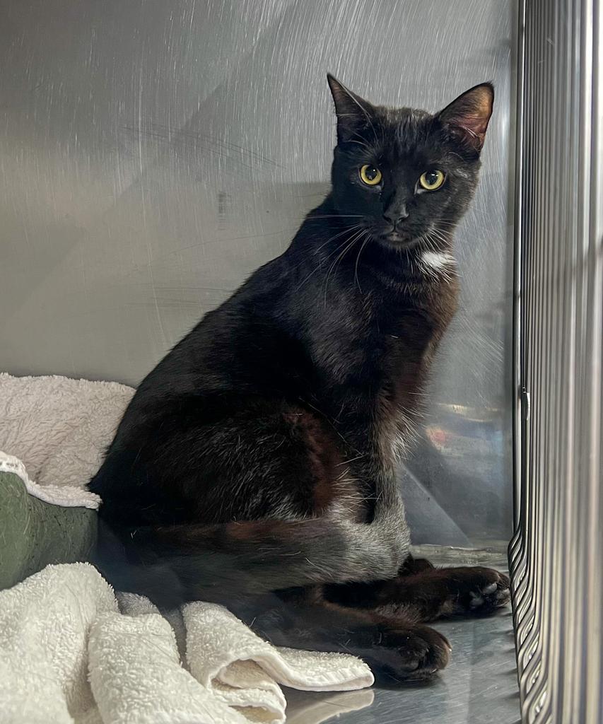 Cain, Adoptable, Young Male Domestic Short Hair.