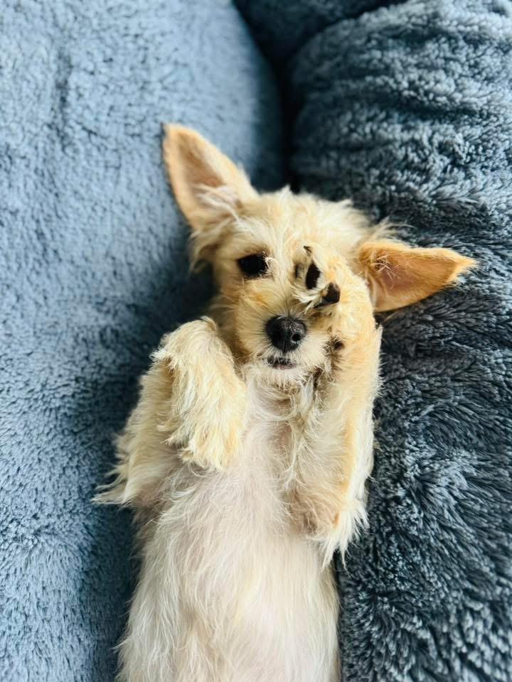 Riot, Adopted, Puppy Female Terrier.