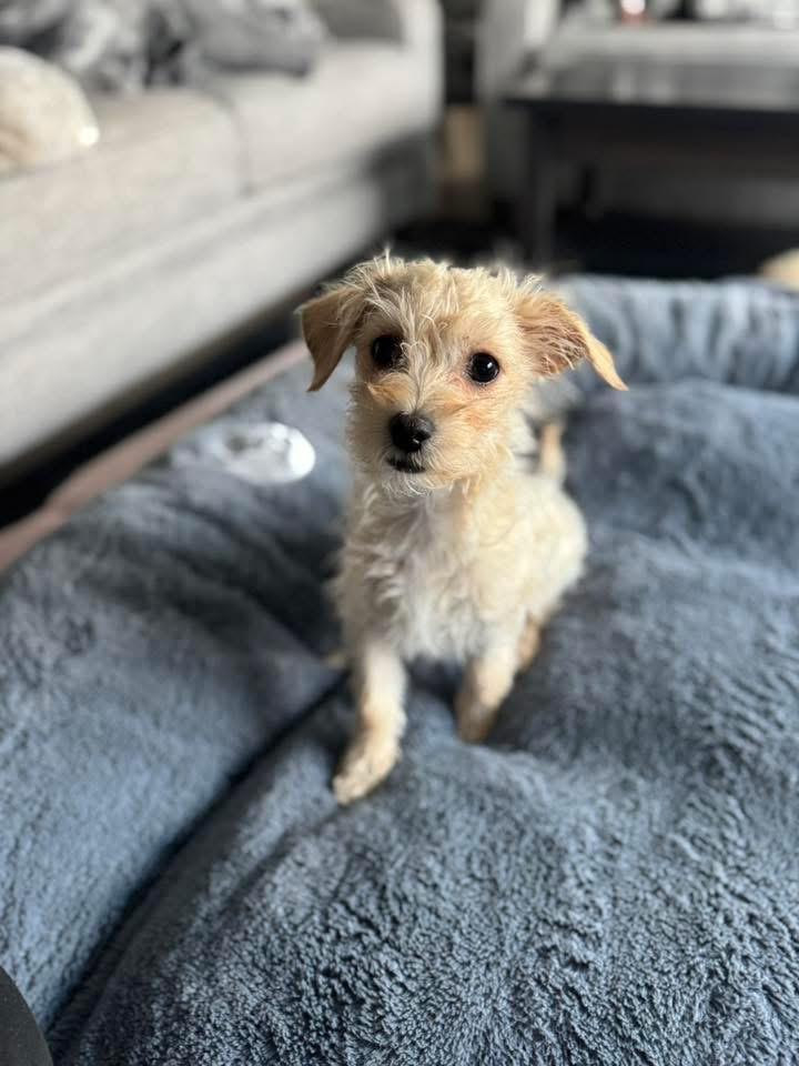 Enlarge Riot, a Adopted mixed breed in Bristol, WI image 2/6