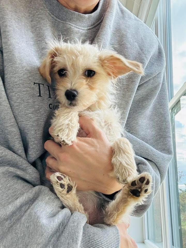 Enlarge Riot, a Adopted mixed breed in Bristol, WI image 3/6