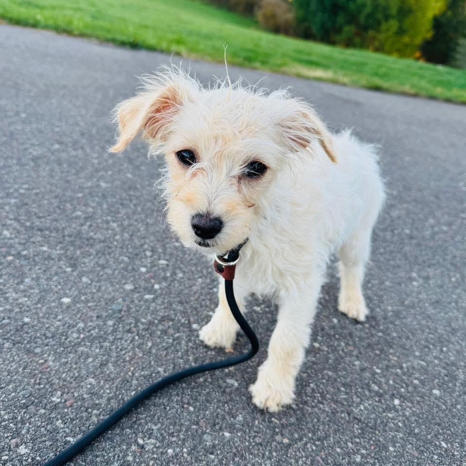 Enlarge Riot, a Adopted mixed breed in Bristol, WI image 4/6