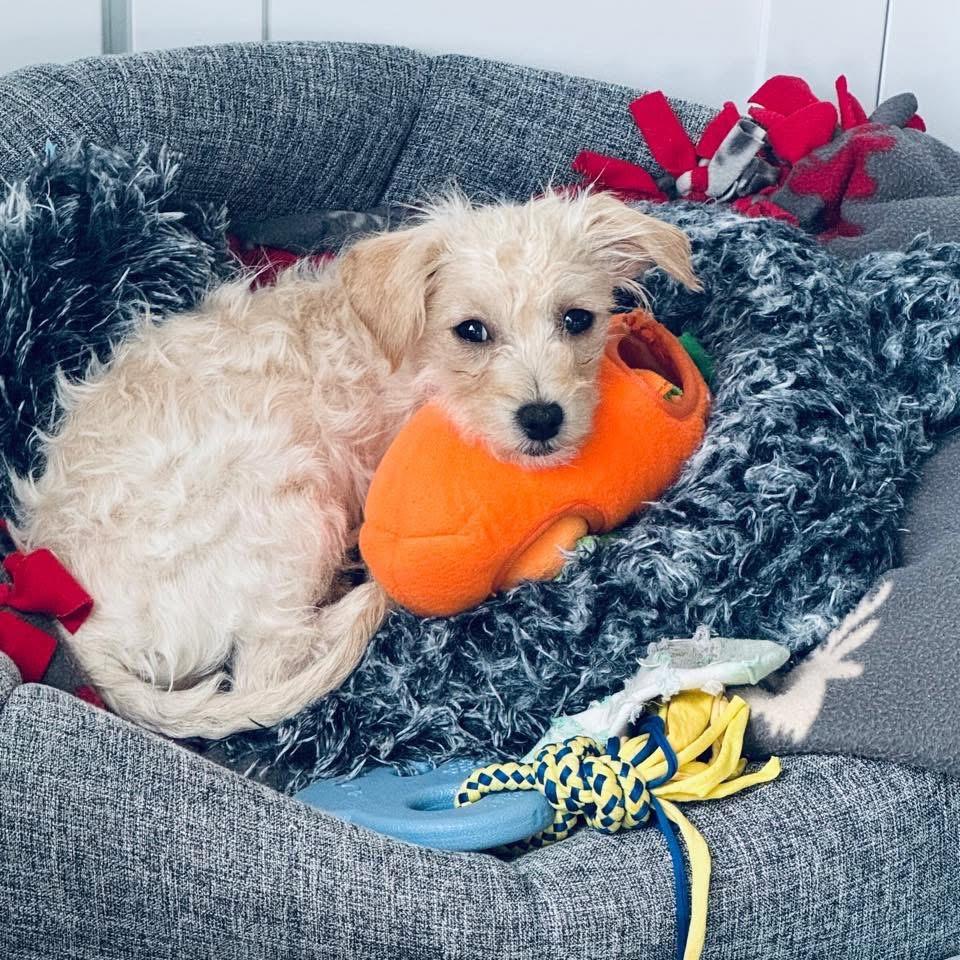 Enlarge Riot, a Adopted mixed breed in Bristol, WI image 5/6