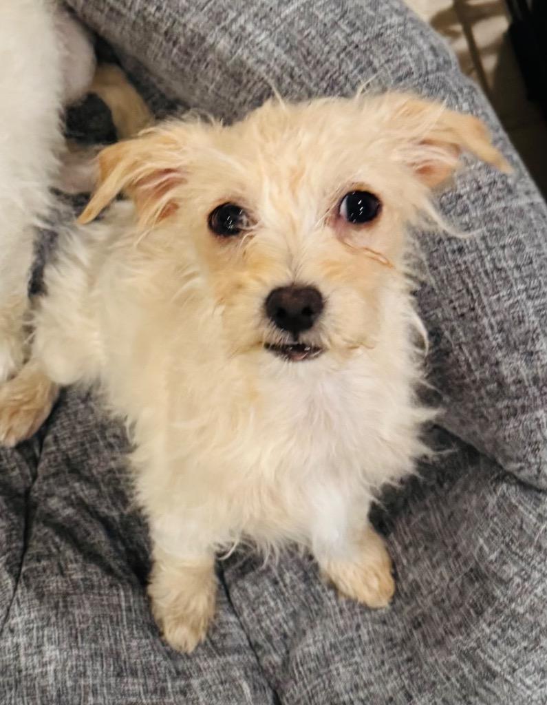 Enlarge Riot, a Adopted mixed breed in Bristol, WI image 6/6