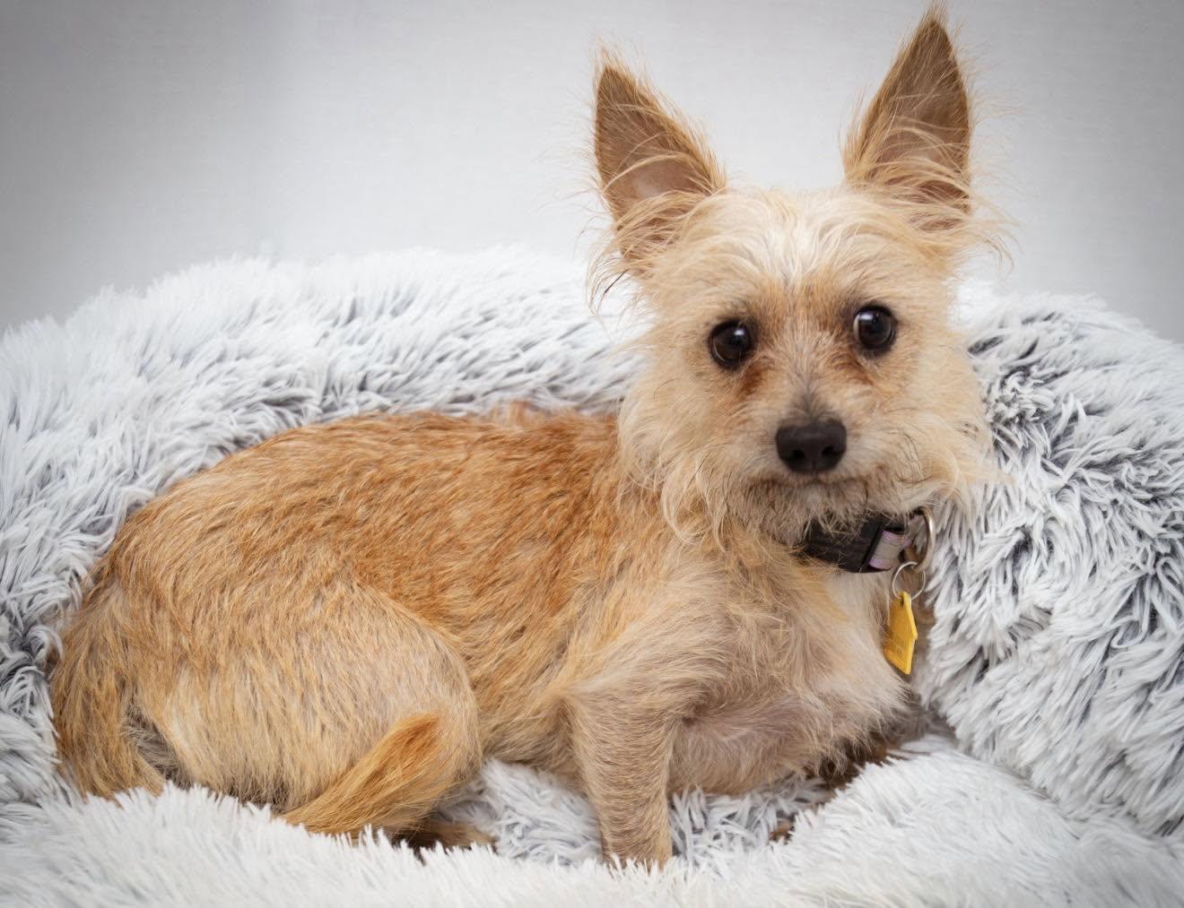 Sammy available at Charlie's Little Dog House, Adoptable, Young Male Cairn Terrier & Yorkshire Terrier.