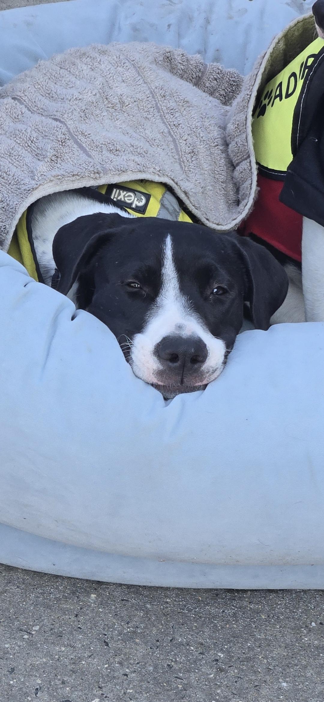 Enlarge Kora, a ADOPTABLE mixed breed in New York, NY image 6/6