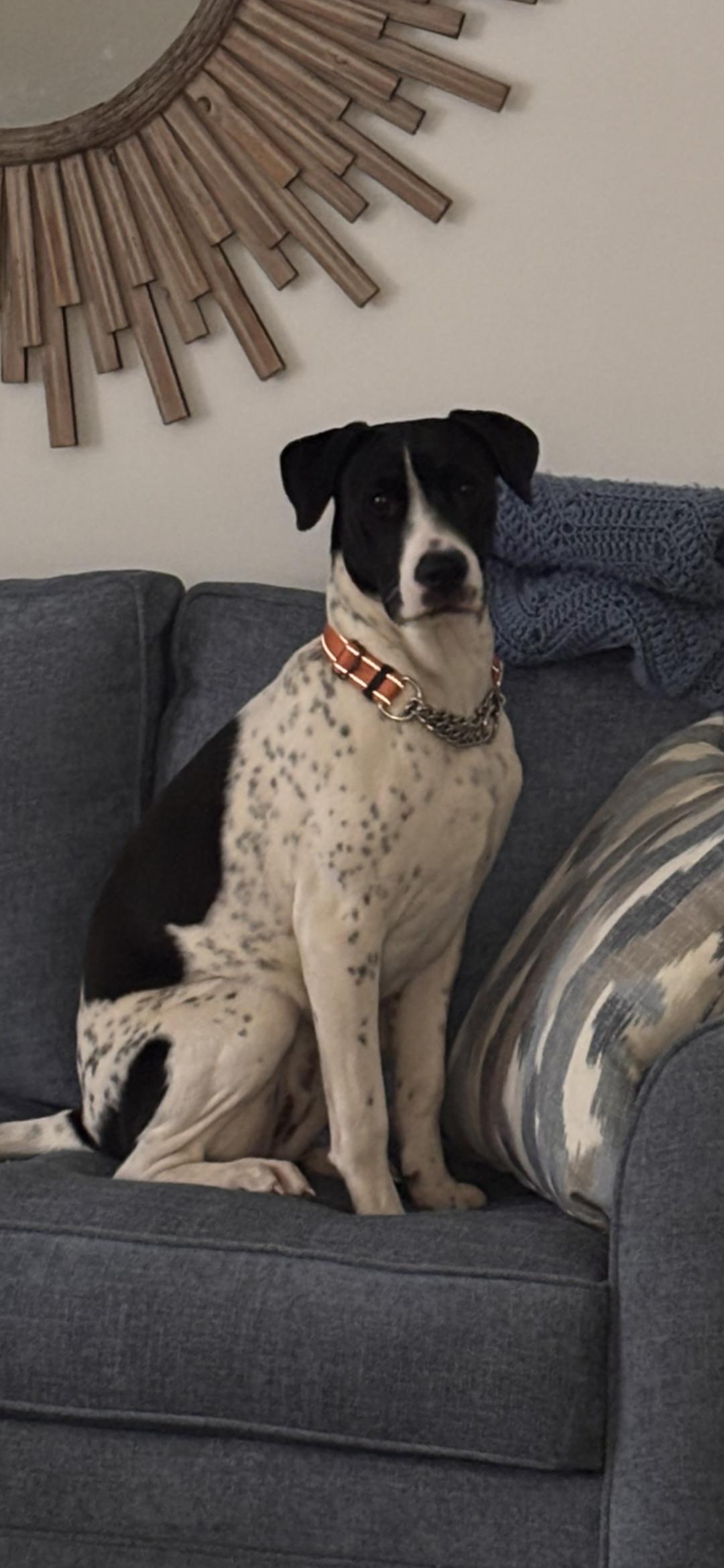 Enlarge Kora, a ADOPTABLE mixed breed in New York, NY image 1/6