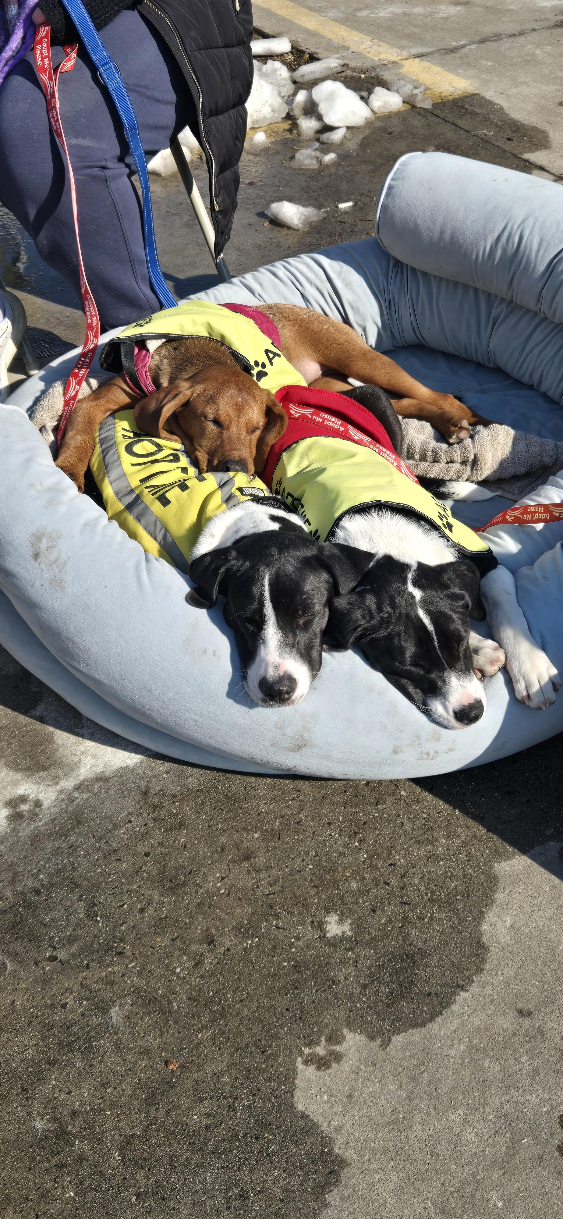 Enlarge Kora, a ADOPTABLE mixed breed in New York, NY image 5/6