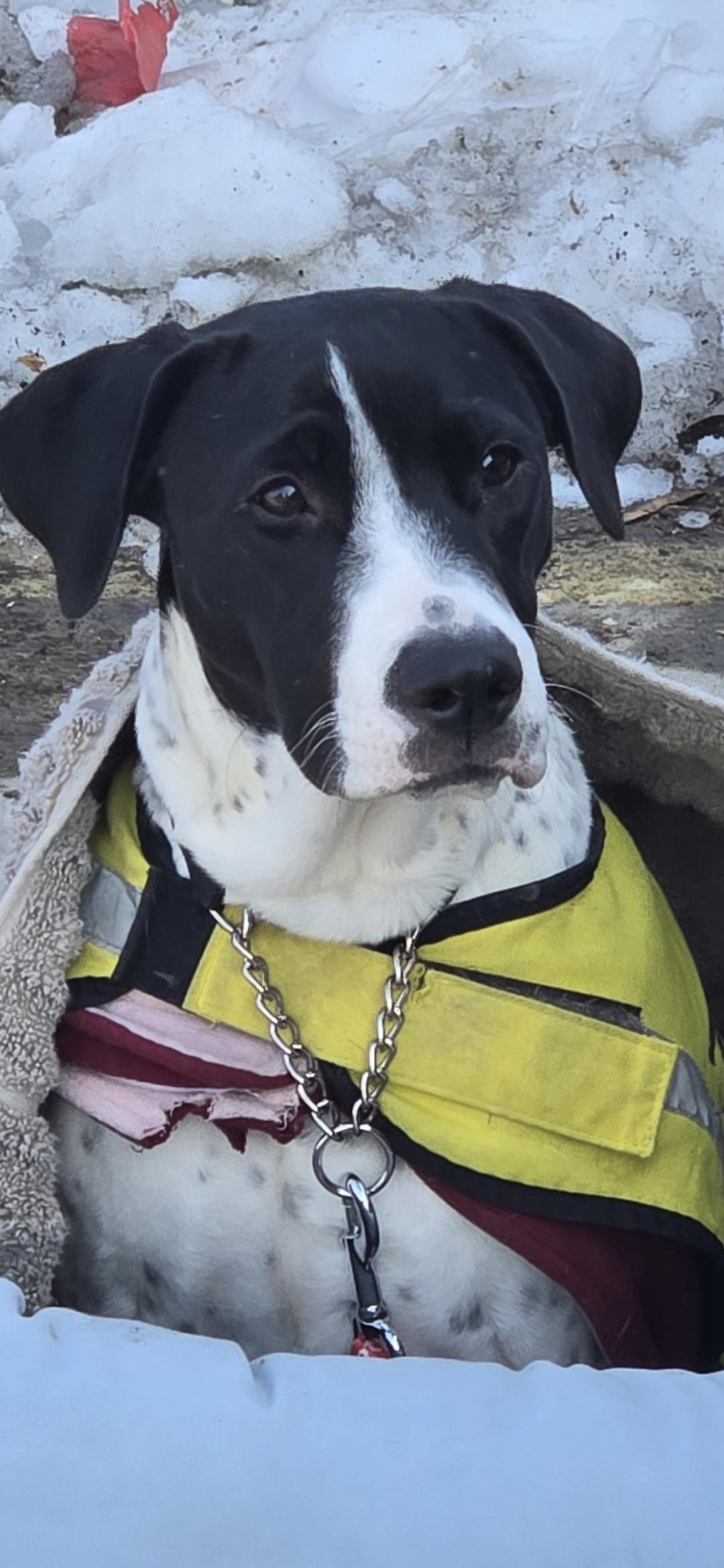 Enlarge Kora, a ADOPTABLE mixed breed in New York, NY image 2/6