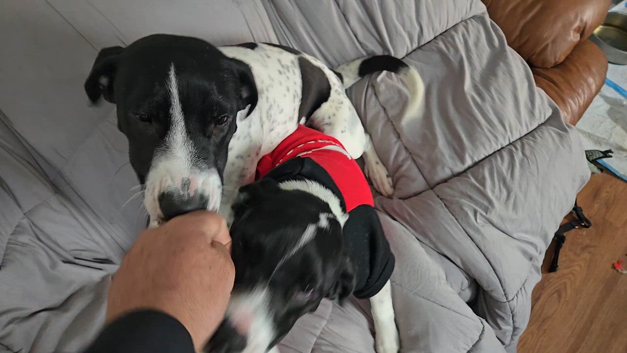 Enlarge Kora, a ADOPTABLE mixed breed in New York, NY video 4/6