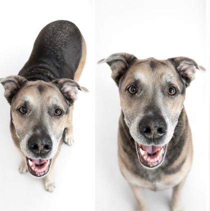 Duke, Adoptable, Senior Male Labrador Retriever & American Bulldog.