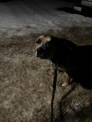 Duke, a Adoptable mixed breed in Simcoe, ON image 2/3