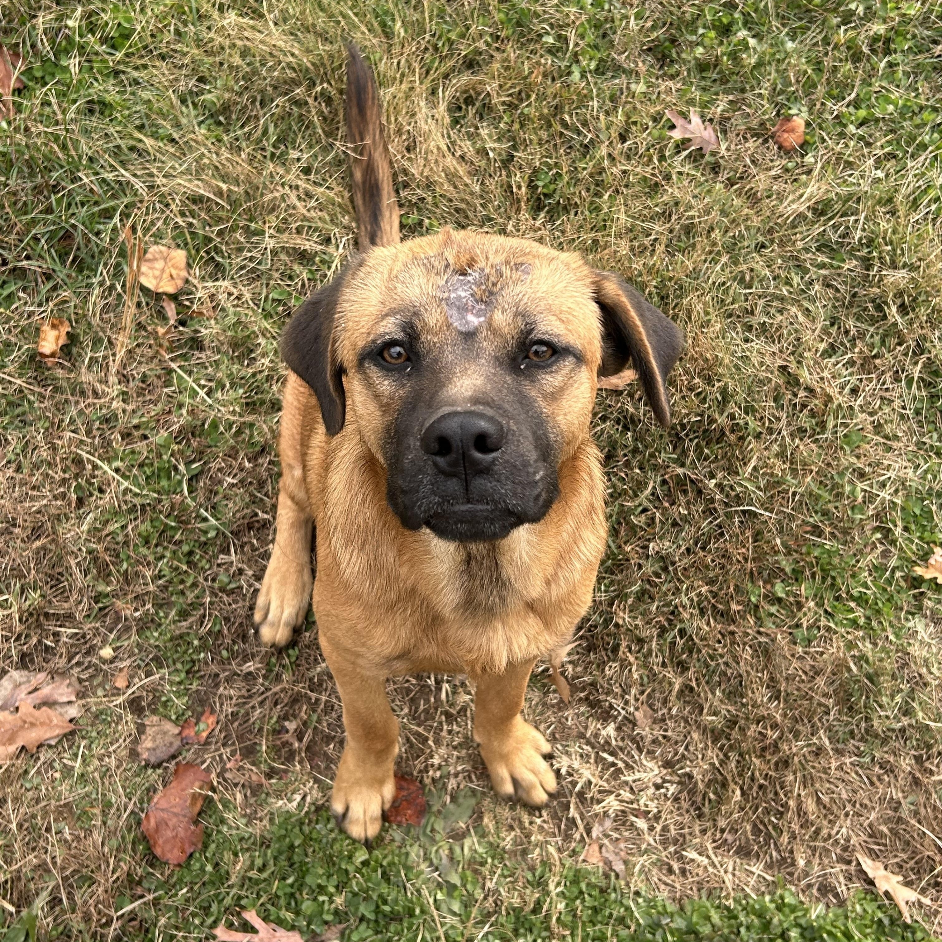 Harvest, Adoptable, Young Male Chow Chow & Hound.