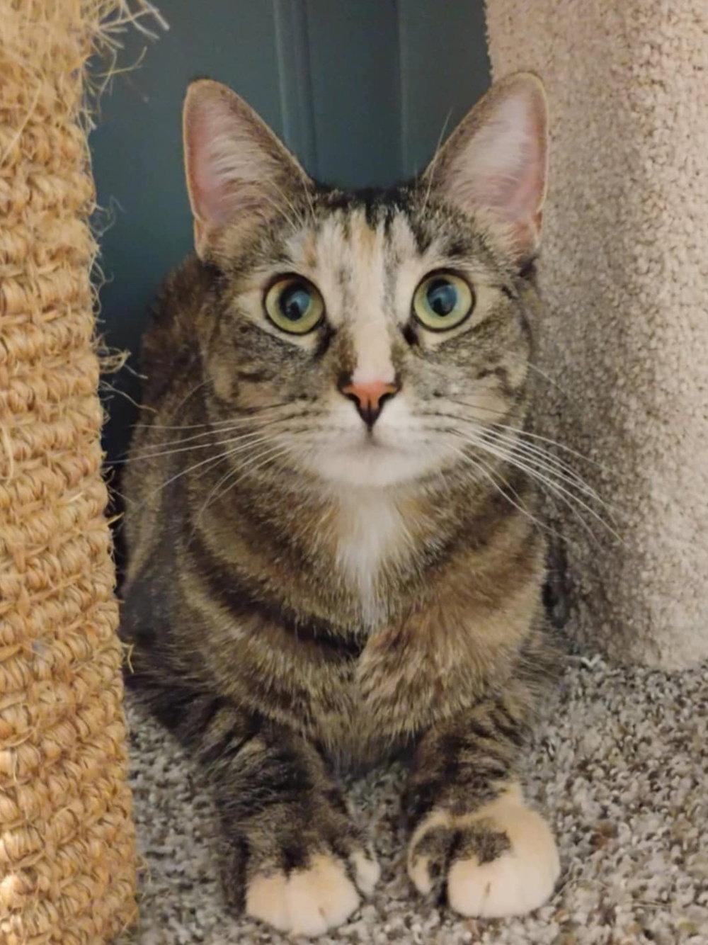 Ember, Adopted, Kitten Female Domestic Short Hair & Calico.