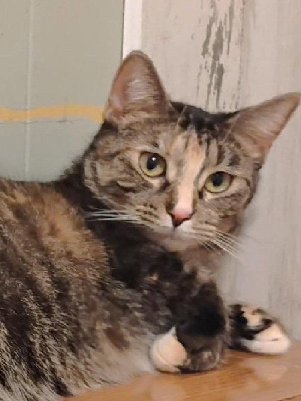 Ember, Adopted, Kitten Female Domestic Short Hair & Calico.
