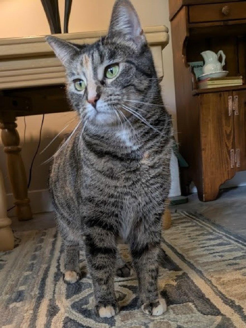 Enlarge Ember, a Adopted mixed breed in South Saint Paul, MN image 3/3