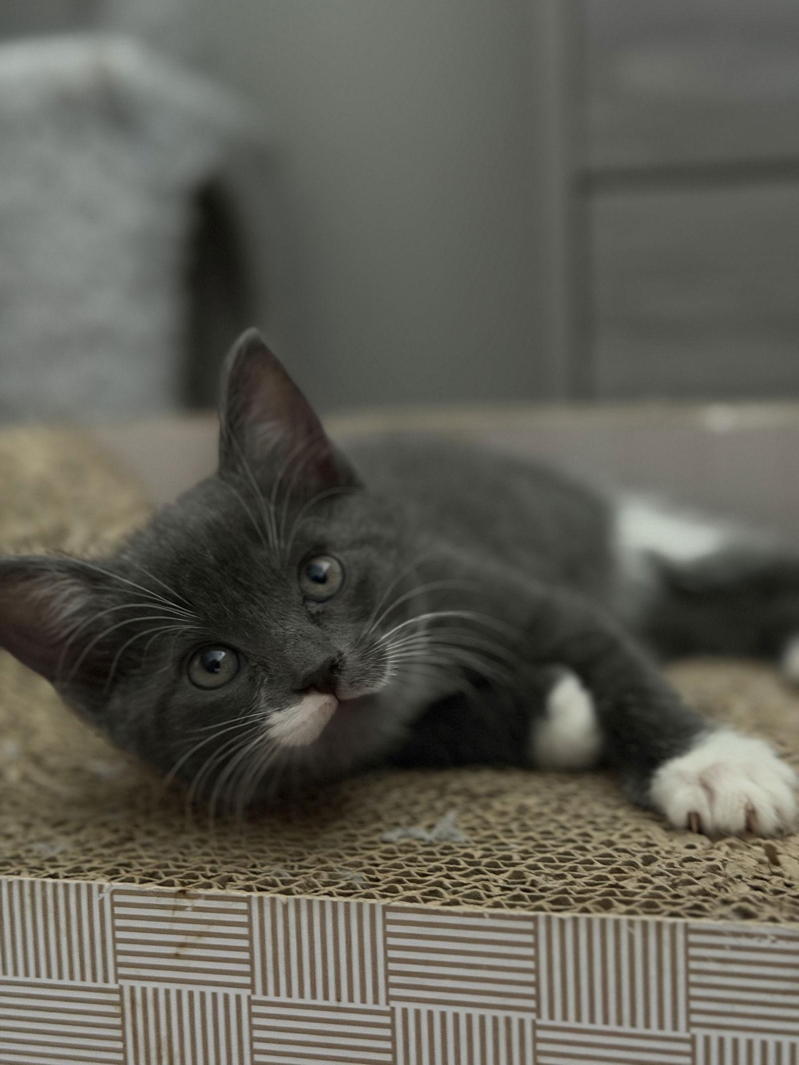 Enlarge Eclipse, a Adoptable Domestic Short Hair in Minneapolis, MN image 1/3