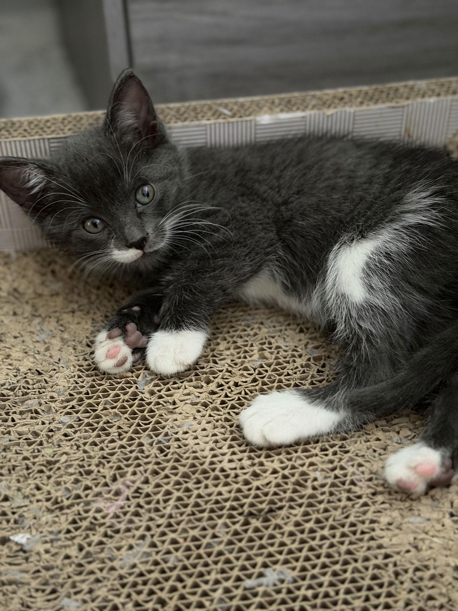 Enlarge Eclipse, a Adoptable Domestic Short Hair in Minneapolis, MN image 2/3