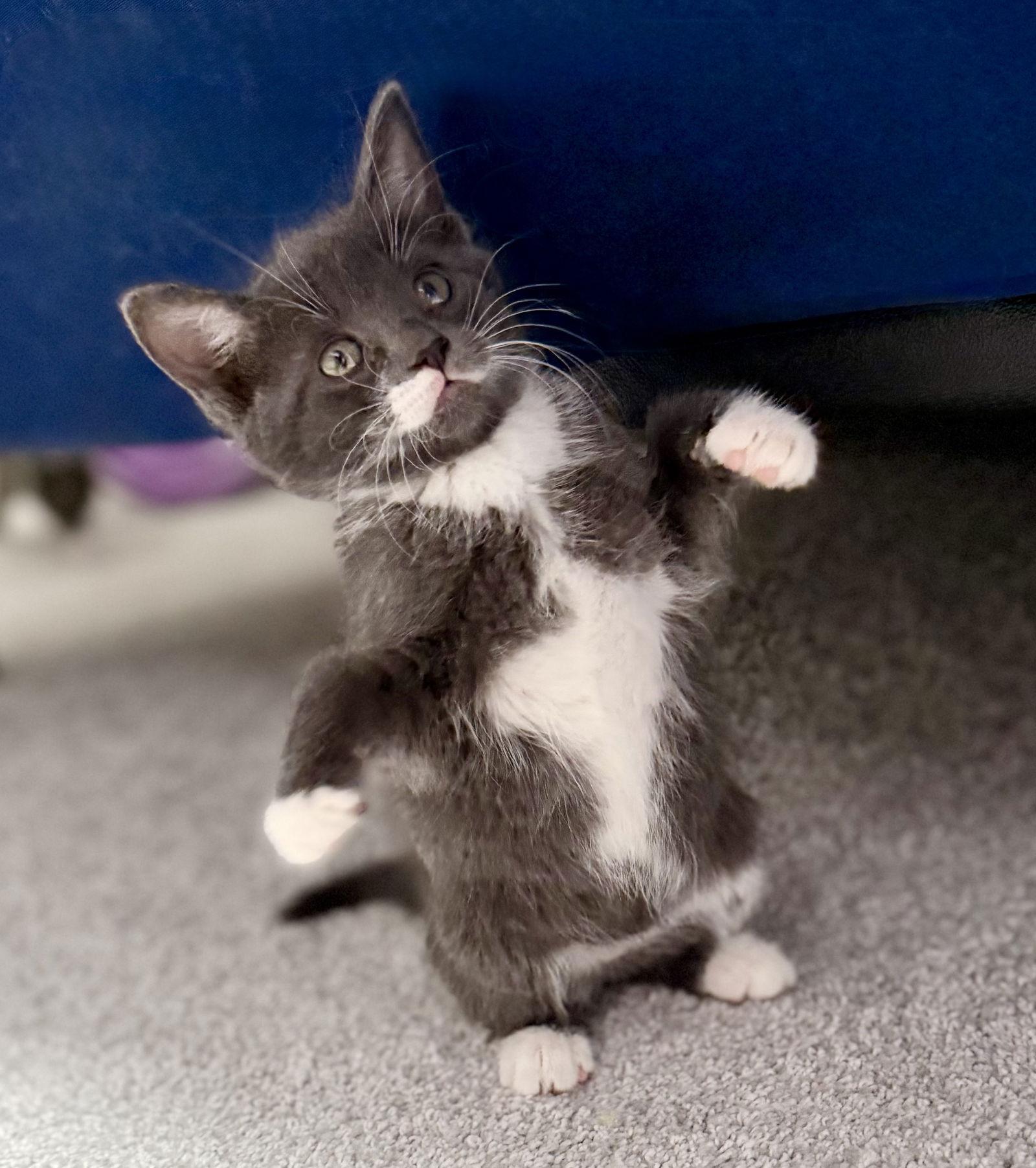 Enlarge Eclipse, a Adoptable Domestic Short Hair in Minneapolis, MN image 3/3