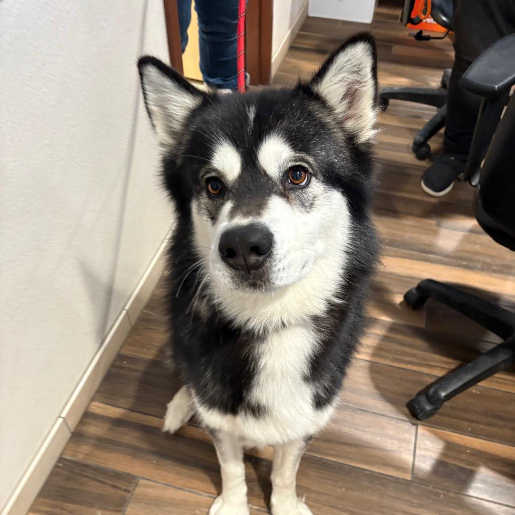 Booker, Adoptable, Adult Male Alaskan Malamute.