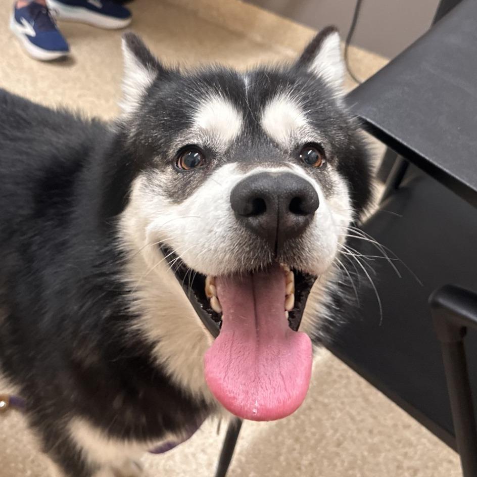 Booker, a Adoptable Alaskan Malamute in Reno, NV image 2/3