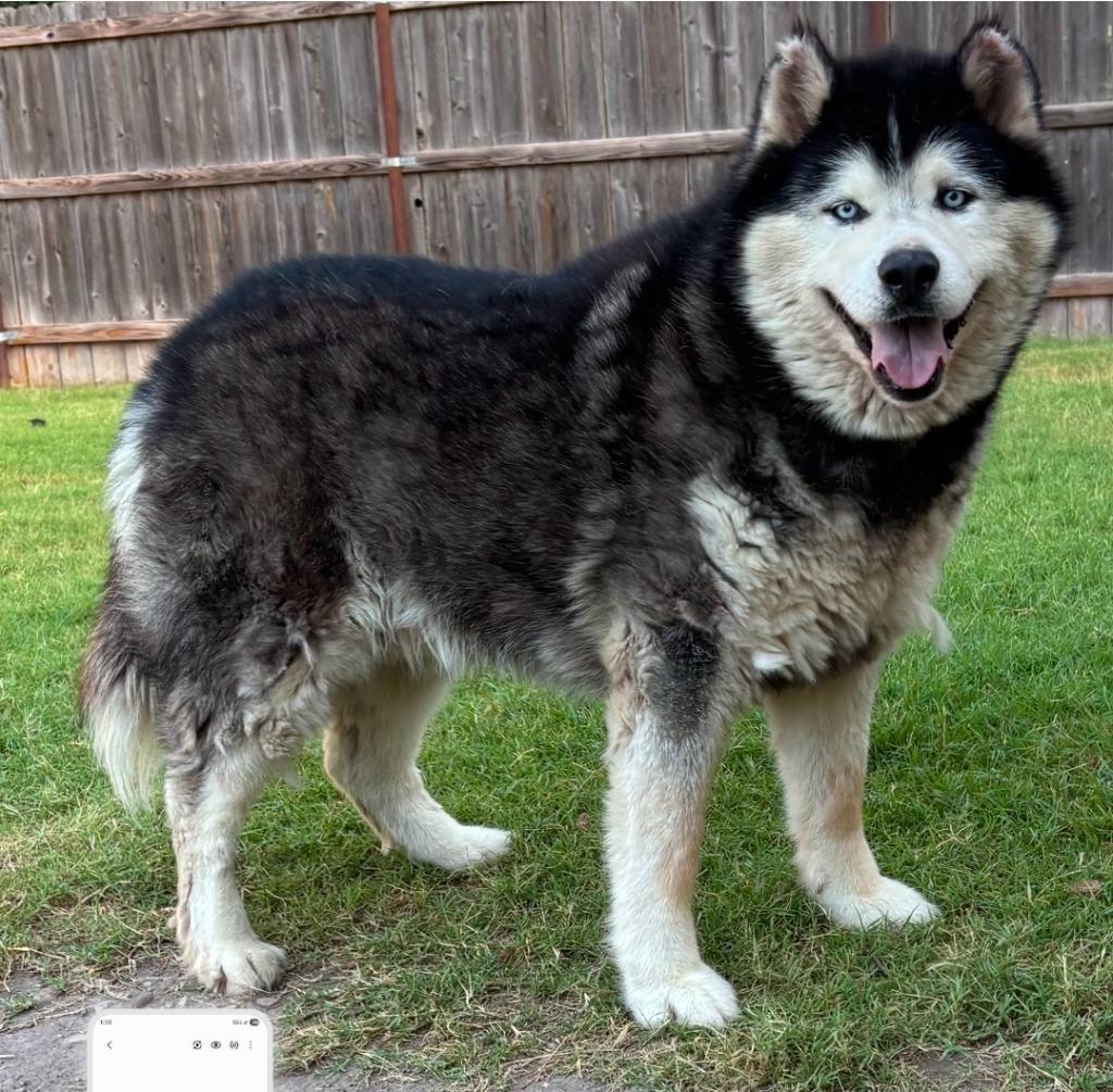 Enlarge Thunder, a Adoptable Alaskan Malamute in Great Bend, KS image 1/1