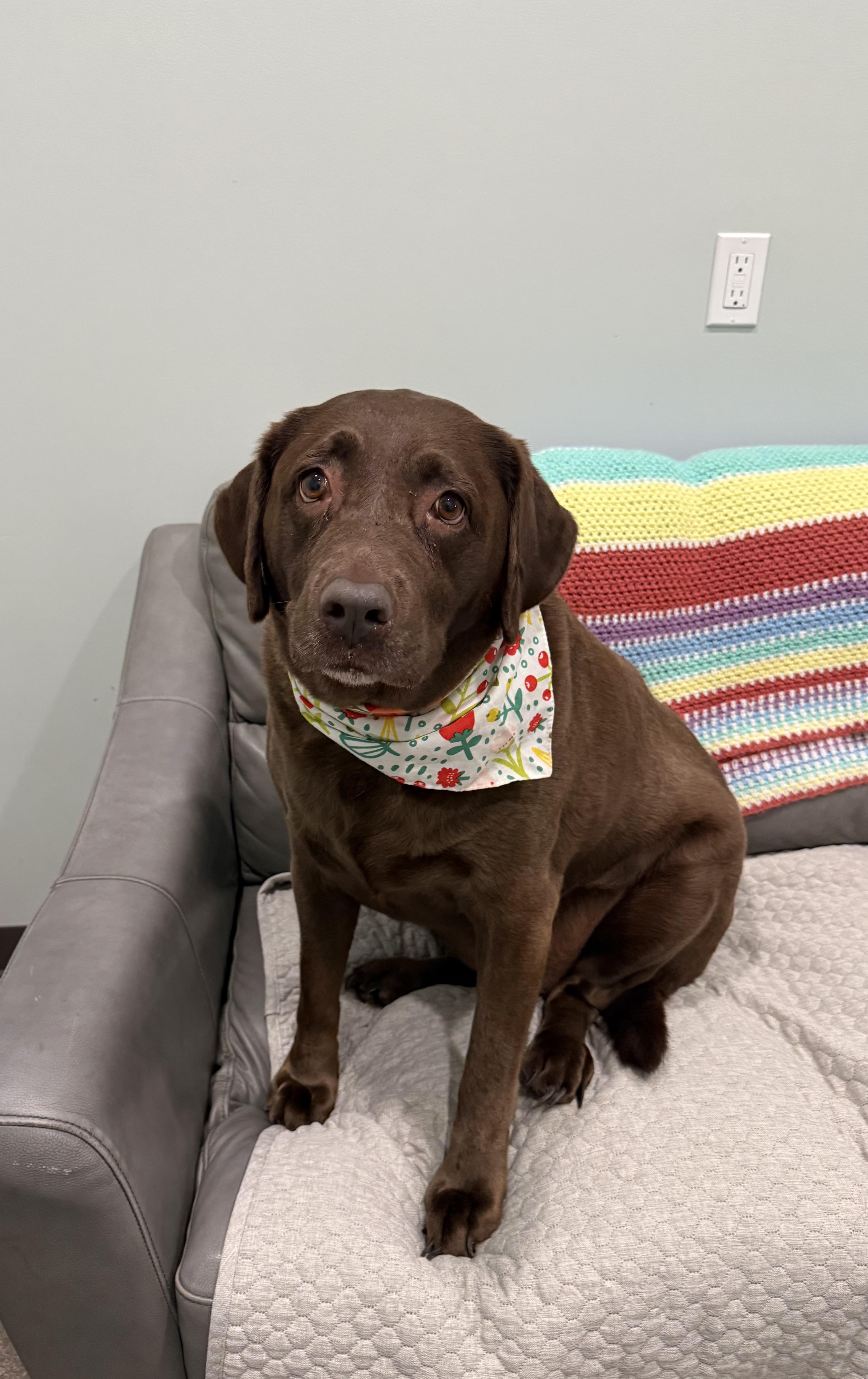 Enlarge Bailey, an adopted Chocolate Labrador Retriever in Sault Sainte Marie, MI image 1/1
