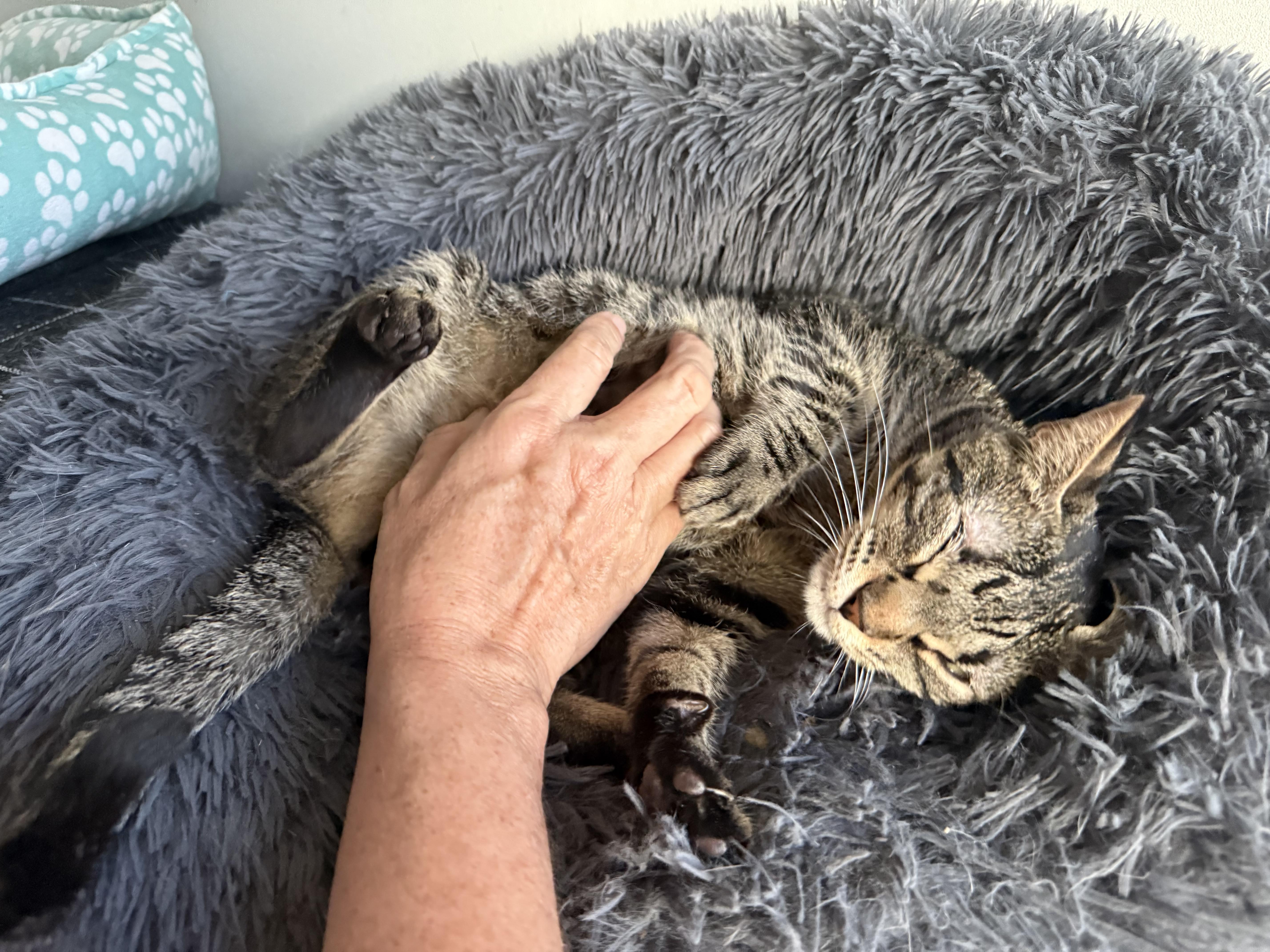 Enlarge Hendo Happy, a Adoptable Domestic Short Hair in Oak Park, MI image 2/4